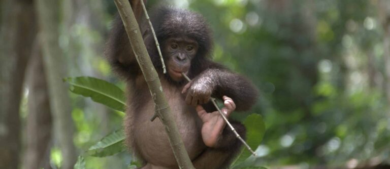 A baby bonobo climbing a vine in a forest.