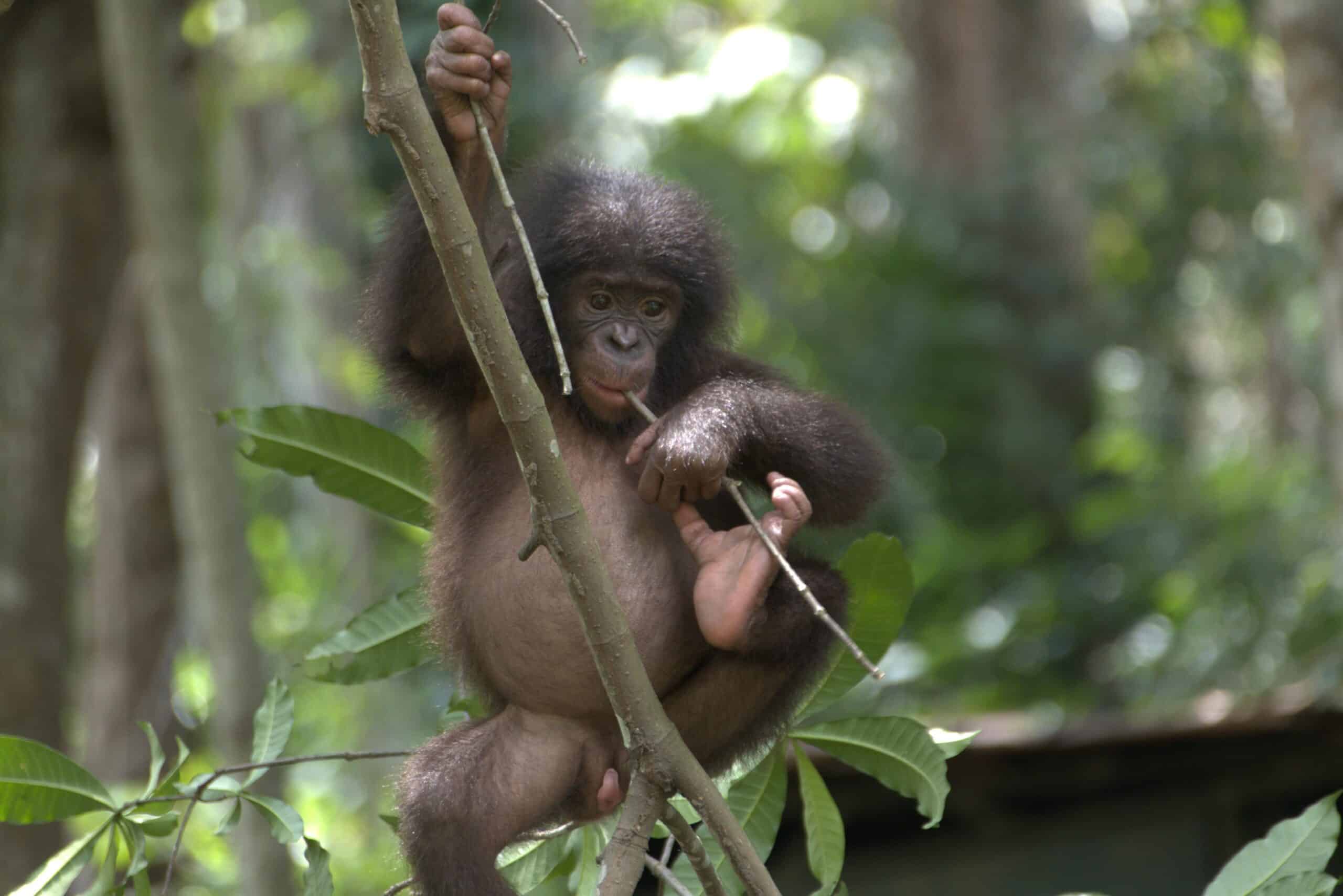 A baby bonobo climbing a vine in a forest.