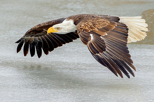 Bald eagle flying over water by Peter K Burian licensed under Creative Commons