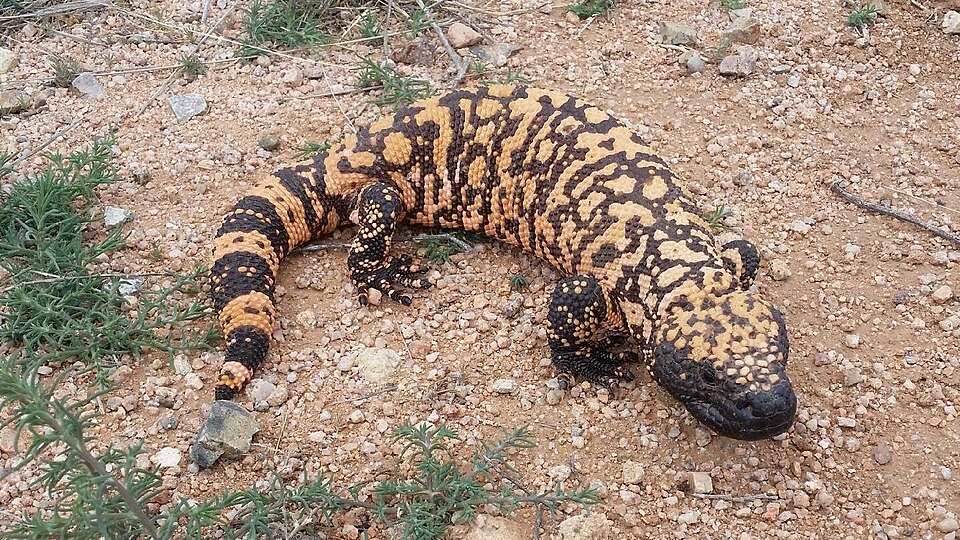 Gila monster in desert setting https://commons.wikimedia.org/wiki/File:AZ_Gila_Monster_01.jpg