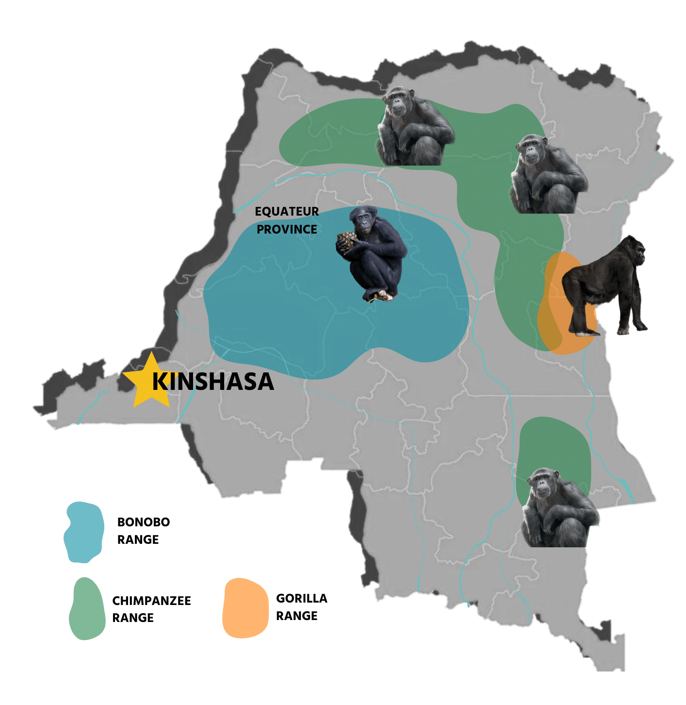 Map showing geographic distribution of great apes in DR Congo