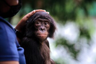 Bonobo looking at human caregiver