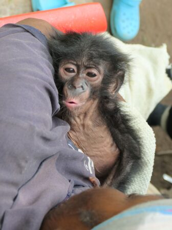An orphaned, skinny bonobo baby lies in a caregiver's arms