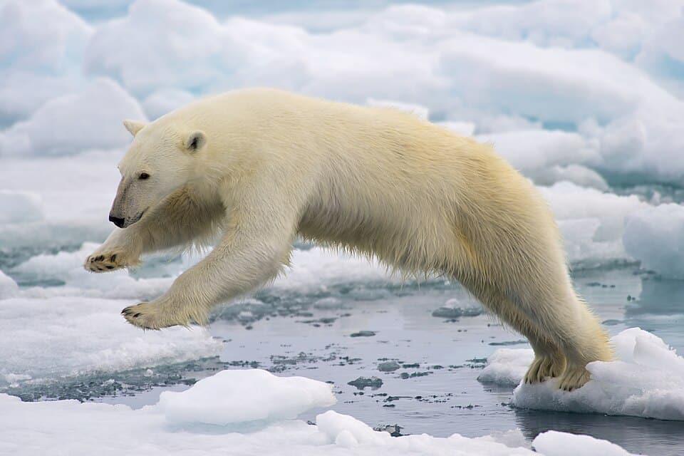 Polar bear jumping across melting ice floes