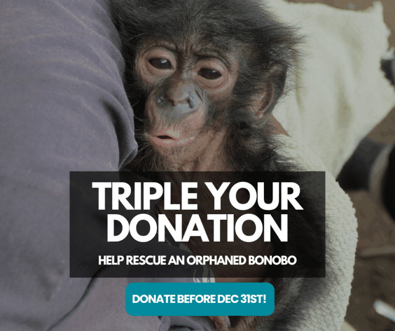 Triple Your Donation. Help rescue an orphaned bonobo. Donate by Dec 31st!