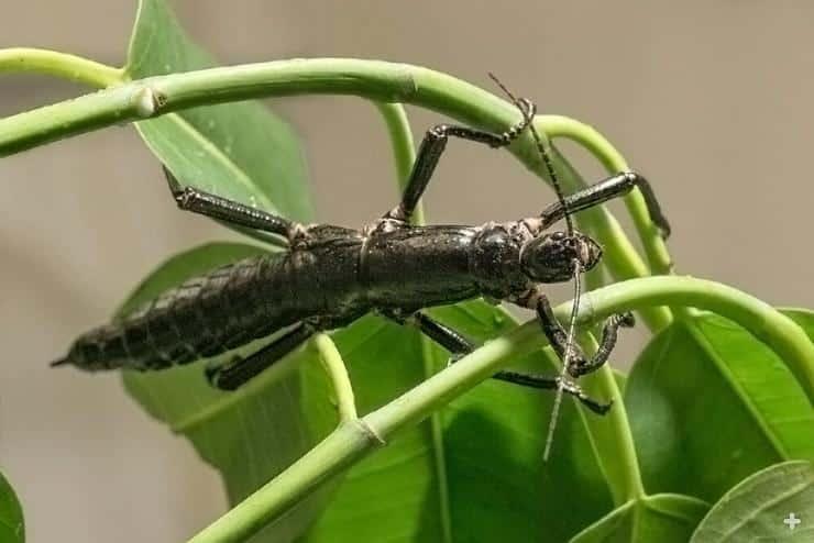 Lord Howe Island stick insect