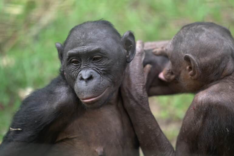Two bonobos grooming