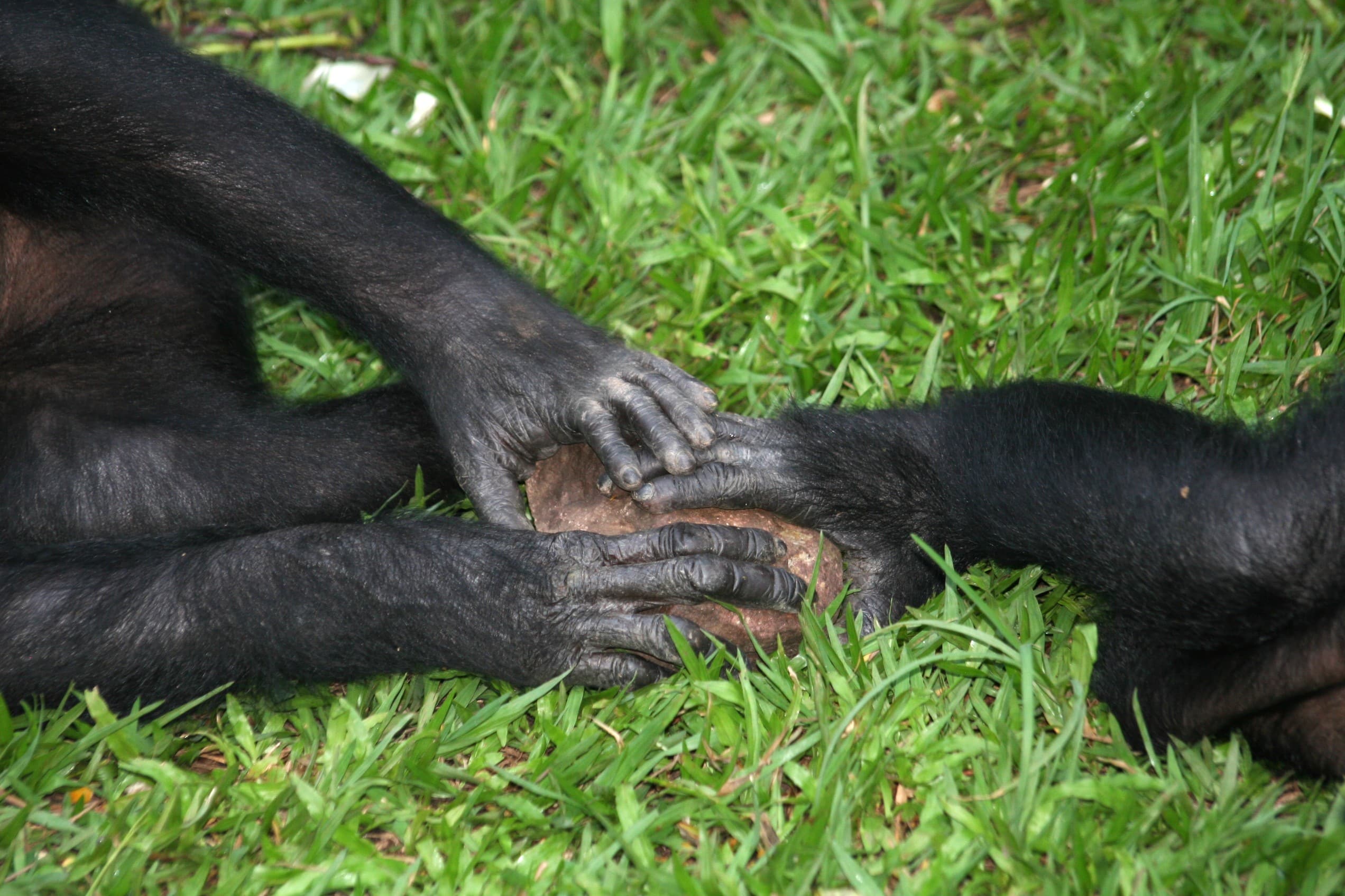 Two bonobos with their hands on the same rock