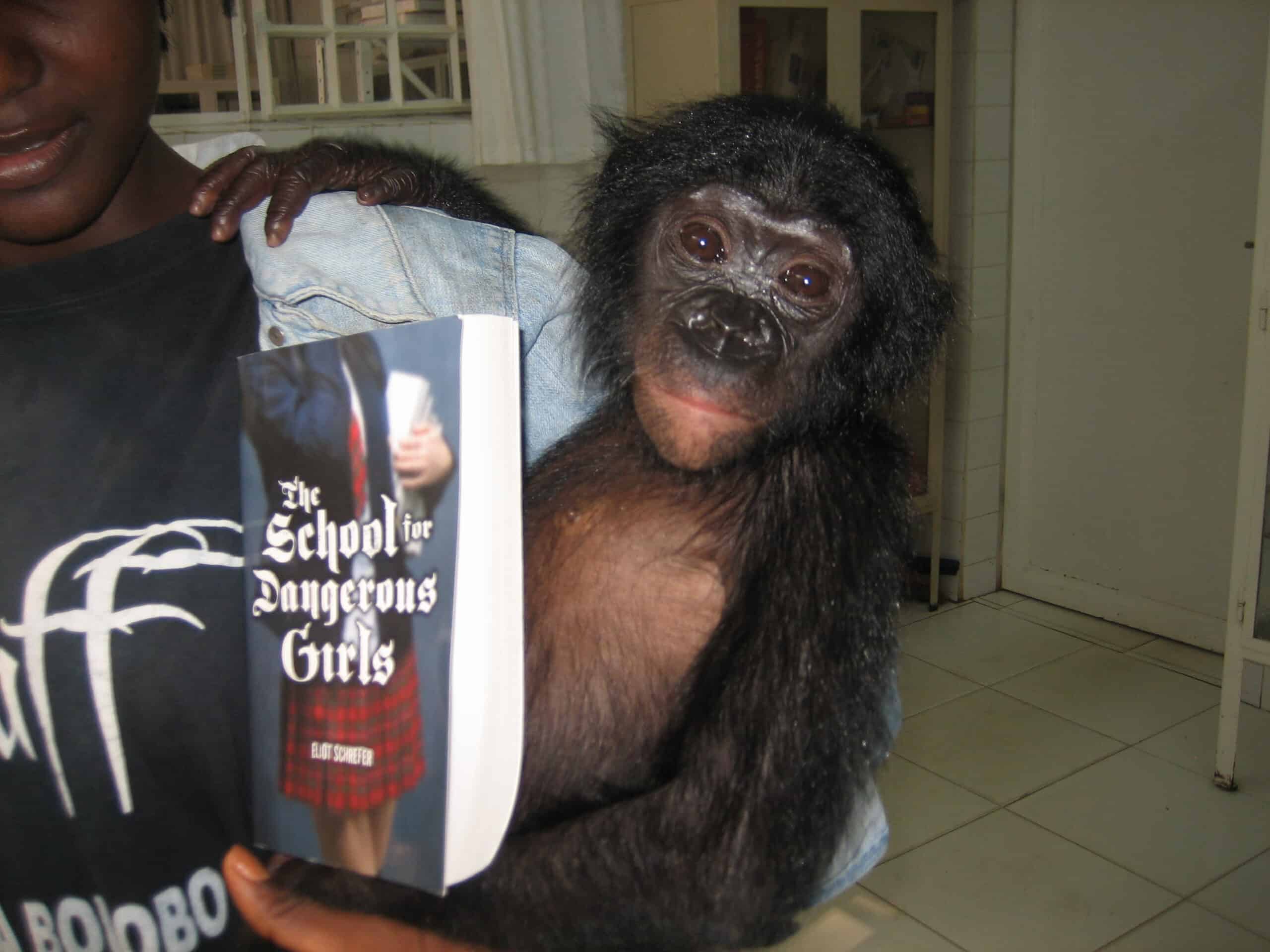 Orphan baby bonobo holding a book by children's book author Eliot Schrefer.
