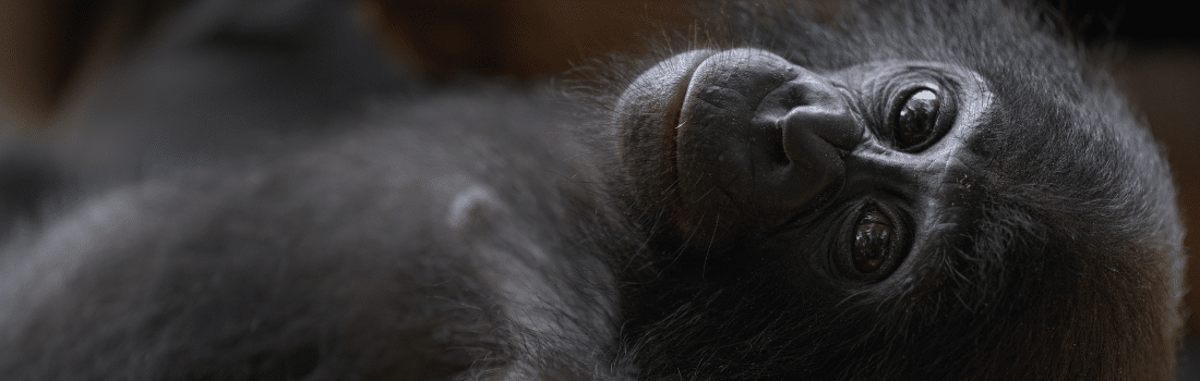 Orphan bonobo