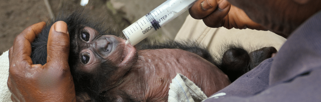 bonobo being fed milk with a syringe