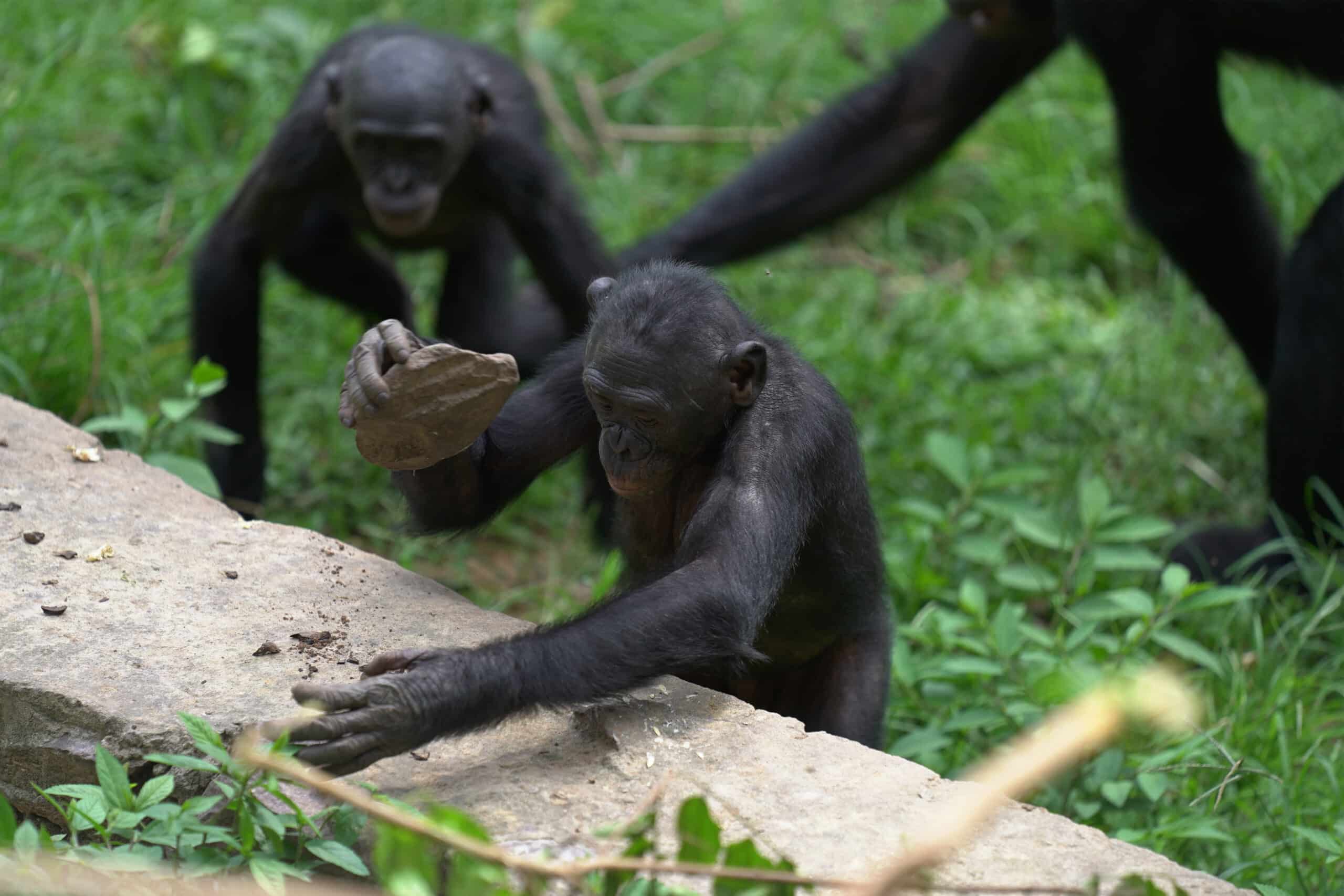 bonobo being fed milk with a syringe