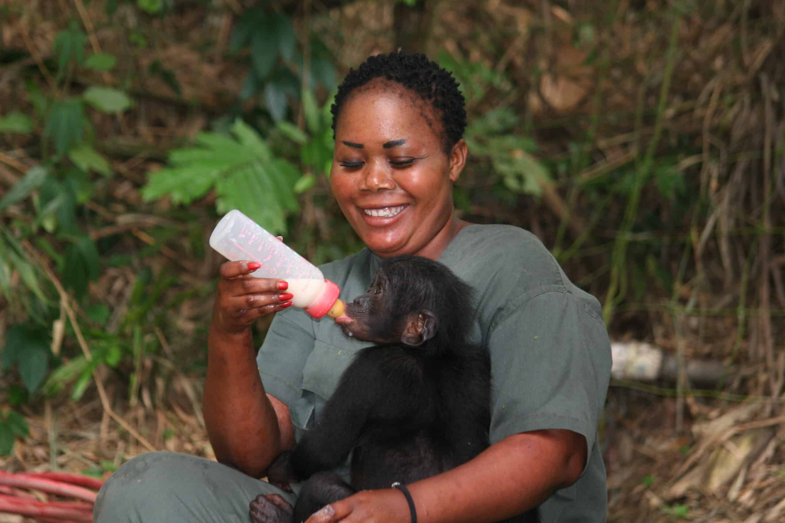 bonobo being fed milk with a syringe