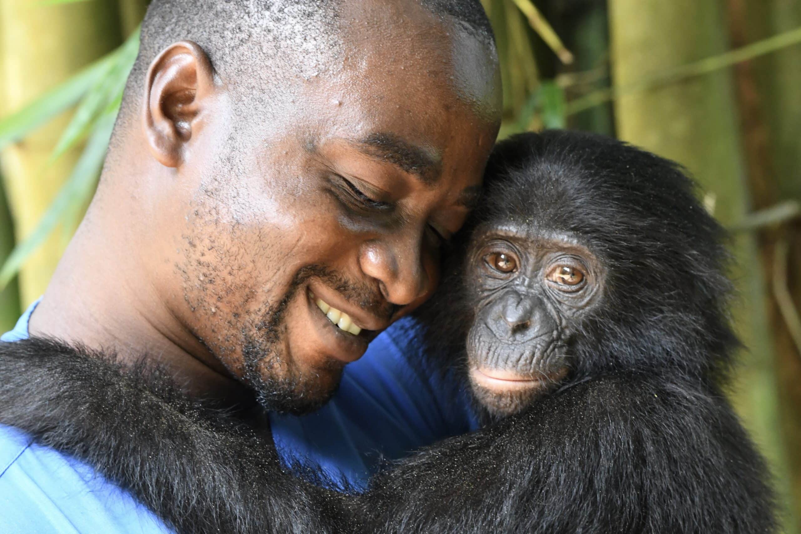 bonobo being fed milk with a syringe