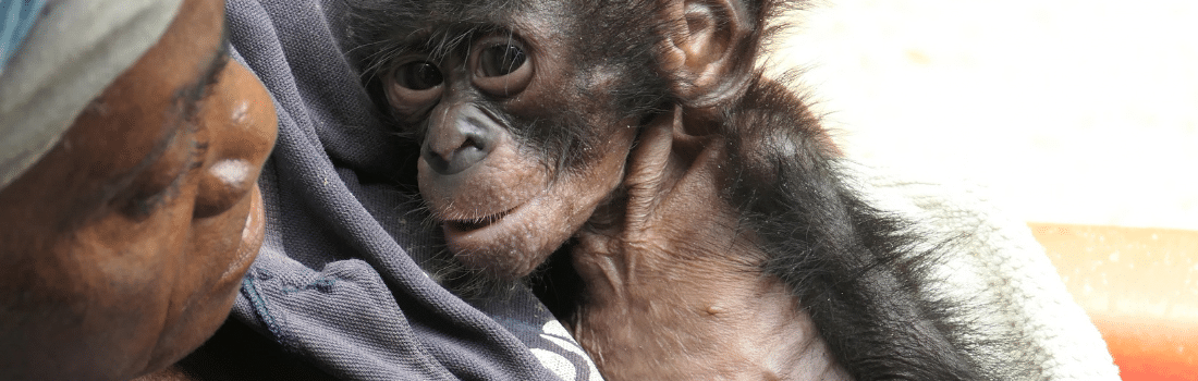 Orphan bonobo looking poorly