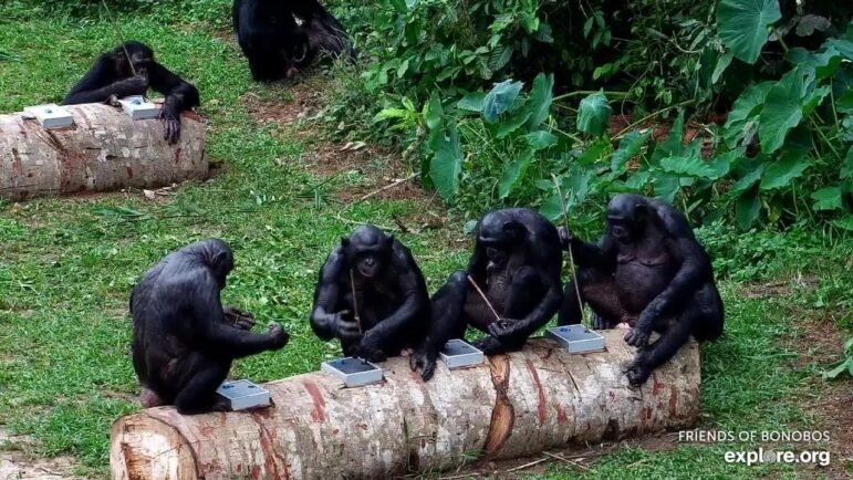 Bonobos sitting on a log